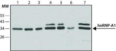 Western Blot: hnRNP A1 Antibody (9H10) - Purified [NBP2-77365] - Cell line lysates were separated on SDS-PAGE and probed with 1 ug/mL of this antibody. The antibody was developed using Goat Anti-Mouse IgG-Peroxidase and a chemiluminescent substrate. Lanes: 1) HEK-293T 2) HeLa 3) G361 4) COS7 5) MDBK 6) NRK 7) CHO