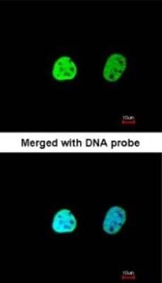 <b>Genetic Strategies Validation. </b>Immunocytochemistry/Immunofluorescence: hnRNP A1 Antibody [NBP1-32161] - Paraformaldehyde-fixed HeLa, using antibody at 1:200 dilution.