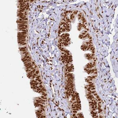 Immunohistochemistry-Paraffin: hnRNP A1 Antibody [NBP2-14096] - Staining of human fallopian tube shows strong nuclear positivity.