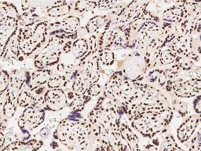 Immunohistochemistry-Paraffin: hnRNP A1 Antibody [NBP2-97829] - Immunochemical staining of human hnRNP A1 in human placenta with rabbit polyclonal antibody at 1:100 dilution, formalin-fixed paraffin embedded sections.