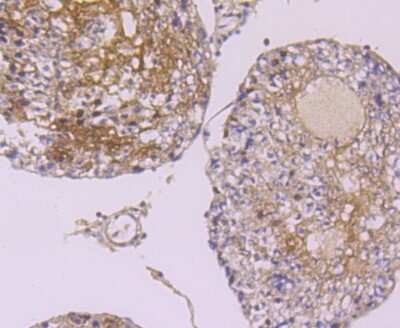 Immunohistochemistry-Paraffin: hnRNP A1 Antibody (JA39-21) [NBP2-66891] - Analysis of paraffin-embedded rat testis tissue using anti-hnRNP A1 antibody. Counter stained with hematoxylin.