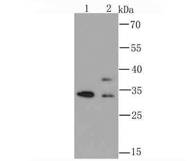 Western Blot: hnRNP A1 Antibody (JA39-21) [NBP2-66891] - Analysis of hnRNP A1 on HepG2 (1) and PC-12 (2) cell using anti-hnRNP A1 antibody at 1/1,000 dilution.