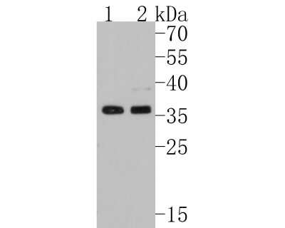 Western Blot: hnRNP A1 Antibody (JA39-21) [NBP2-66891] - Western blot analysis of hnRNP A1 on different lysates. Proteins were transferred to a PVDF membrane and blocked with 5% BSA in PBS for 1 hour at room temperature. The primary antibody (1/500) was used in 5% BSA at room temperature for 2 hours. Goat Anti-Rabbit IgG - HRP Secondary Antibody (HA1001) at 1:200,000 dilution was used for 1 hour at room temperature. Positive control: Lane 1: HepG2 cell lysate Lane 2: PC-12 cell lysate