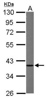 Western Blot: hnRNP A1 Antibody [NBP1-32161] - Sample (50 ug of whole cell lysate) A: Mouse brain 10% SDS PAGE; antibody diluted at 1:1000.