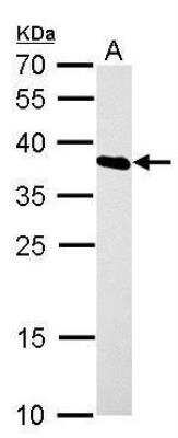 Western Blot: hnRNP A1 Antibody [NBP1-32161] - A. 30 ug PC-12 whole cell lysate/extract.