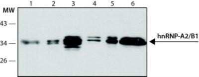 Western Blot: hnRNP A2B1 Antibody (DP3B3) - Azide and BSA Free [NBP2-80777] - Cell line lysates were separated on SDS-PAGE and probed with 2 ug/mL Monoclonal Anti-hnRNP-A2/B1 Clone: DP3B3. The antibody was developed using Goat Anti-Mouse IgG-Peroxidase and a chemiluminescent substrate. Lanes 1. HEK-293T 2. HeLa 3. G361 4. MDBK 5. MDCK 6. CHO Image from the standard format of this antibody.