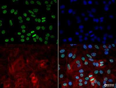 Immunocytochemistry/Immunofluorescence: hnRNP A2B1 Antibody (DP3B3) [NB120-6102] - The hnRNP A2B1 antibody was tested in HeLa cells at a 5ug/ml using a Dylight 488 conjugated secondary antibody (Green). Actin (Red) and DNA (Blue) were counterstained using Phalloidin 568 and DAPI.