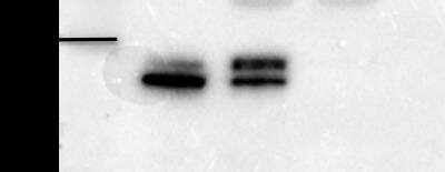 Western Blot: hnRNP A2B1 Antibody (DP3B3) [NB120-6102] - hnRNP A2B1 expression in HeLa cells. Lane 1= 15 ug of HeLa nuclear extracts Lane 2= Co-IP of hnRNP A2B1. Image and data from confirmed customer review.