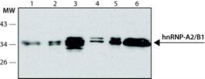 Western Blot: hnRNP A2B1 Antibody (DP3B3) [NB120-6102] - Cell line lysates were separated on SDS-PAGE and probed with 2 ug/mL Monoclonal Anti-hnRNP-A2/B1 Clone: DP3B3. The antibody was developed using Goat Anti-Mouse IgG-Peroxidase and a chemiluminescent substrate.  Lanes  1. HEK-293T  2. HeLa  3. G361  4. MDBK  5. MDCK  6. CHO