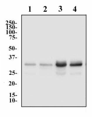 Western Blot: hnRNP A2B1 Antibody (DP3B3) [NB120-6102] - Whole cell protein from PC12 (lane 1), NIH-3T3 (lane 2), A431 (lane 3) and HeLa (lane 4) was separated by SDS-PAGE and transferred to PVDF membrane. The membrane was probed with Anti-hnRNP A2B1 at 1 ug/ml and detected with an HRP conjugated anti-mouse secondary antibody by chemiluminescence.