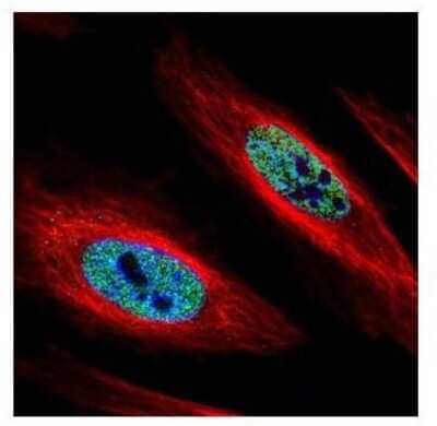 Immunocytochemistry/Immunofluorescence: hnRNP A2B1 Antibody [NBP2-16864] - Confocal immunofluorescence analysis of paraformaldehyde-fixed HeLa, using hnRNP A2B1 antibody (Green) at 1:500 dilution. Alpha-tubulin filaments are labeled with Alpha-tubulin antibody (Red) at 1:2000.