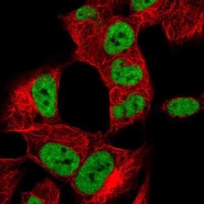 Immunocytochemistry/Immunofluorescence: hnRNP A2B1 Antibody [NBP2-56497] - Staining of human cell line SH-SY5Y shows localization to nucleoplasm. Antibody staining is shown in green.