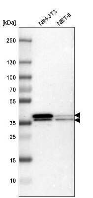 <b>Genetic Strategies Validation. </b>Western Blot: hnRNP A2B1 Antibody [NBP1-89675] - Analysis in mouse cell line NIH-3T3 and rat cell line NBT-II.