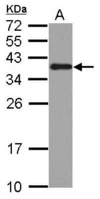 Western Blot: hnRNP A2B1 Antibody [NBP2-16864] - Sample (30 ug of whole cell lysate) A: A431 12% SDS PAGE gel, diluted at 1:10000.