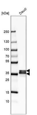 <b>Genetic Strategies Validation. </b>Western Blot: hnRNP A2B1 Antibody [NBP2-56497] - Analysis in human cell line Daudi.