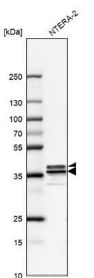 Western Blot: hnRNP A2B1 Antibody [NBP2-58872] - Analysis in human cell line NTERA-2.