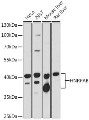 Western Blot: hnRNP AB Antibody [NBP3-03424] - Analysis of extracts of various cell lines, using hnRNP AB antibody at 1:1000 dilution. Secondary antibody: HRP Goat Anti-Rabbit IgG (H+L) at 1:10000 dilution. Lysates/proteins: 25ug per lane. Blocking buffer: 3% nonfat dry milk in TBST. Detection: ECL Basic Kit.