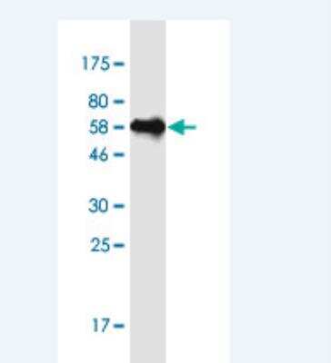 Western Blot: hnRNP C1 + C2 Antibody (4E8) [H00003183-M02-100ug] - Detection against Immunogen (54.2 KDa) .