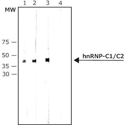 Western Blot: hnRNP C1 + C2 Antibody (4F4) - BSA Free [NB600-585] - HeLa cells nuclear extract were separated on SDS-PAGE and probed with Monoclonal Anti-hnRNP-C1/C2 antibody produced in Mouse, Clone: 4F4. The antibody was developed using 1:1000 Anti-Mouse IgG (Fab specific)-Alkaline Phosphatase antibody produced in Goat.Lanes:1. 0.1 ug/mL antibody2. 0.2 ug/mL antibody3. 0.4 ug/mL antibody4. Negative Control