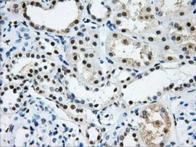 Immunohistochemistry-Paraffin: hnRNP F Antibody (5F5) [NBP2-02221] - Staining of paraffin-embedded Human Kidney tissue using anti-hnRNP F mouse monoclonal antibody.