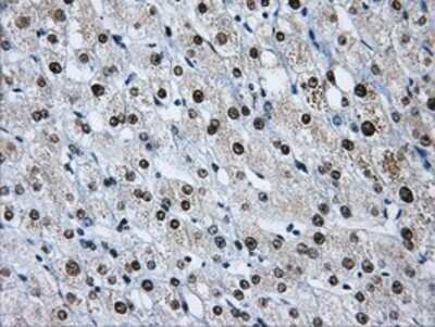 Immunohistochemistry-Paraffin: hnRNP F Antibody (5F5) [NBP2-02221] - Staining of paraffin-embedded Human liver tissue using anti-hnRNP F mouse monoclonal antibody.