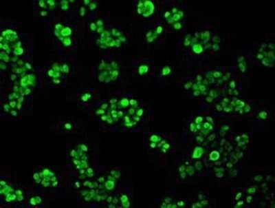 Immunocytochemistry/Immunofluorescence: hnRNP F Antibody (OTI5F5) - Azide and BSA Free [NBP2-70907] - Staining of HepG2 cells using anti-hnRNP F mouse monoclonal antibody.