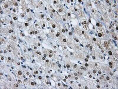 Immunohistochemistry: hnRNP F Antibody (OTI5F5) - Azide and BSA Free [NBP2-70907] - Staining of paraffin-embedded Human liver tissue using anti-hnRNP F mouse monoclonal antibody.