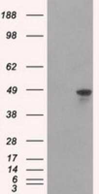 Western Blot: hnRNP F Antibody (OTI5F5) - Azide and BSA Free [NBP2-70907] - HEK293T cells were transfected with the pCMV6-ENTRY control (Left lane) or pCMV6-ENTRY hnRNP F (Right lane) cDNA for 48 hrs and lysed. Equivalent amounts of cell lysates (5 ug per lane) were separated by SDS-PAGE and immunoblotted with anti-hnRNP F.