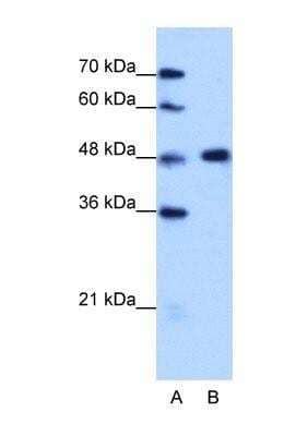 Western Blot: hnRNP F Antibody [NBP1-57273] - HepG2 cell lysate, Antibody Titration: 1.25ug/ml
