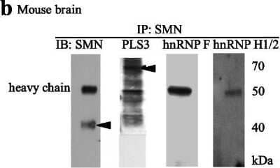 Western Blot hnRNP F Antibody - BSA Free