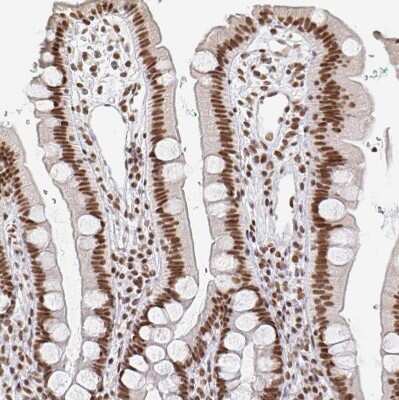 Immunohistochemistry-Paraffin: hnRNP G Antibody [NBP2-34152] - Staining of human duodenum shows strong nuclear positivity in glandular cells.