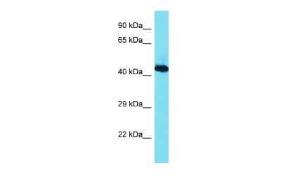 Western Blot hnRNP G Antibody