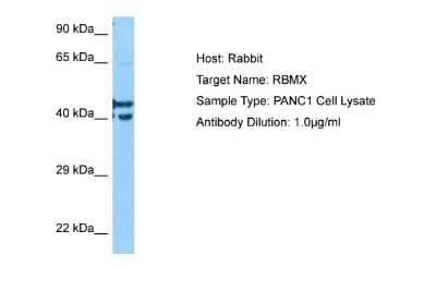 Western Blot: hnRNP G Antibody [NBP2-85053] - Host: Rabbit. Target Name: RBMX. Sample Tissue: PANC1 Whole Cell lysates. Antibody Dilution: 1ug/ml