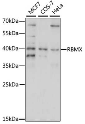 Western Blot: hnRNP G Antibody [NBP3-03550] - Analysis of extracts of various cell lines, using hnRNP G antibody at 1:1000 dilution. Secondary antibody: HRP Goat Anti-Rabbit IgG (H+L) at 1:10000 dilution. Lysates/proteins: 25ug per lane. Blocking buffer: 3% nonfat dry milk in TBST. Detection: ECL Enhanced Kit.