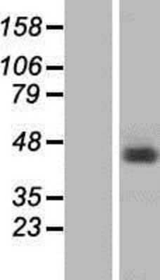 Western Blot hnRNP G Overexpression Lysate