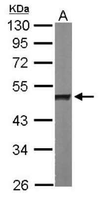 Western Blot: hnRNP H Antibody [NBP1-31648] - Sample (50 ug of whole cell lysate) A: Mouse brain 10% SDS PAGE; antibody diluted at 1:1000.