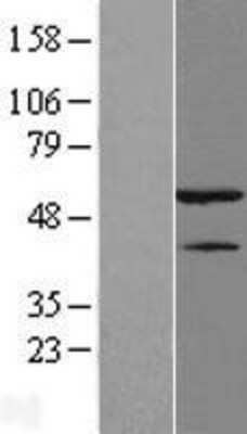 Western Blot hnRNP H Overexpression Lysate