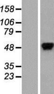 Western Blot hnRNP K Overexpression Lysate