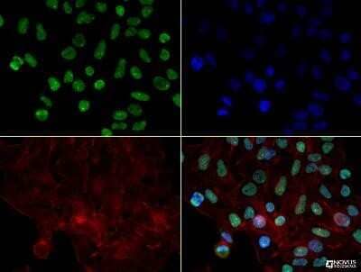 Immunocytochemistry/Immunofluorescence: hnRNP L Antibody (4D11) - Azide and BSA Free [NBP2-80778] - hnRNP L antibody was tested in HeLa cells at 5 ug/ml using a Dylight 488 conjugated secondary antibody (Green). Actin (Red) and DNA (Blue) were counterstained using Phalloidin 568 and DAPI. Image from the standard format of this antibody.