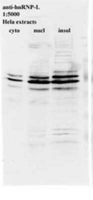 Western Blot: hnRNP L Antibody (4D11) - Azide and BSA Free [NBP2-80778] - Western blot for anti-hnRNP-L on HeLa cell extracts Image from the standard format of this antibody.