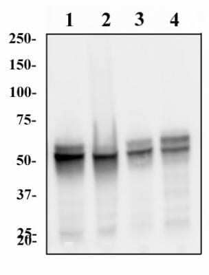 Western Blot: hnRNP L Antibody (4D11) - Azide and BSA Free [NBP2-80778] - Whole cell protein from HeLa (lane 1), A431 (lane 2), NIH-3T3 (lane 3) and PC12 (lane 4) was separated by SDS-PAGE and transferred to PVDF membrane. The membrane was probed with Anti-hnRNP L at 1 ug/ml and detected with an HRP conjugated anti-mouse secondary antibody by chemiluminescence. Image from the standard format of this antibody.