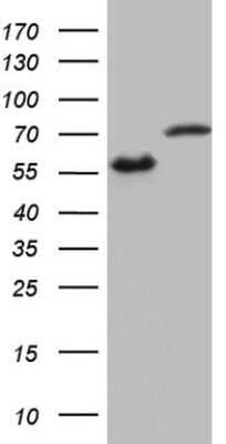 Western Blot: hnRNP L Antibody (OTI2E4) - Azide and BSA Free [NBP2-70908] - HEK293T cells were transfected with the pCMV6-ENTRY control (Left lane) or pCMV6-ENTRY HNRNPL cDNA for 48 hrs and lysed. Equivalent amounts of cell lysates (5 ug per lane) were separated by SDS-PAGE and immunoblotted with anti-HNRNPL.