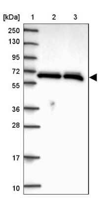 Western Blot: hnRNP L Antibody [NBP2-33627] - Lane 1: Marker  [kDa] 250, 130, 95, 72, 55, 36, 28, 17, 10.  Lane 2: Human cell line RT-4.  Lane 3: Human cell line U-251MG sp