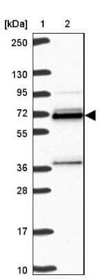 Western Blot: hnRNP L Antibody [NBP2-38675] - Lane 1: Marker  [kDa] 250, 130, 95, 72, 55, 36, 28, 17, 10.  Lane 2: Human cell line RT-4