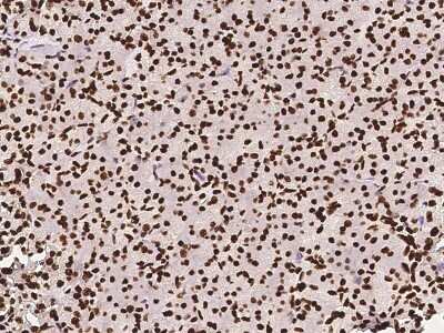Immunohistochemistry-Paraffin: hnRNP M Antibody [NBP2-97142] - Immunochemical staining of human hnRNP M in human pancreas with rabbit polyclonal antibody at 1:1000 dilution, formalin-fixed paraffin embedded sections.