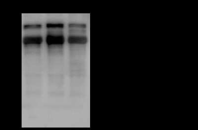 Immunoprecipitation: hnRNP M Antibody [NBP2-97142] - hnRNP M was immunoprecipitated using: Lane A: 0.5 mg 293T Whole Cell Lysate Lane B: 0.5 mg HeLa Whole Cell Lysate Lane C: 0.5 mg Jurkat Whole Cell Lysate 4 ul anti-hnRNP M rabbit polyclonal antibody and 60 ug of Immunomagnetic beads Protein A/G.  Primary antibody: Anti-hnRNP M rabbit polyclonal antibody, at 1:100 dilution. Secondary antibody: Goat Anti-Rabbit IgG (H+L)/HRP at 1/10000 dilution. Developed using the ECL technique. Performed under reducing conditions. Predicted band size: 75 kDa. Observed band size: 75 kDa