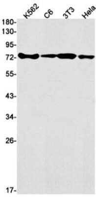 Western Blot: hnRNP M Antibody (S06-3B1) [NBP3-15042] - Western blot detection of hnRNP M in K562, C6, 3T3, Hela cell lysates using hnRNP M Rabbit mAb (1:1000 diluted). Predicted band size: 78kDa. Observed band size: 78kDa.