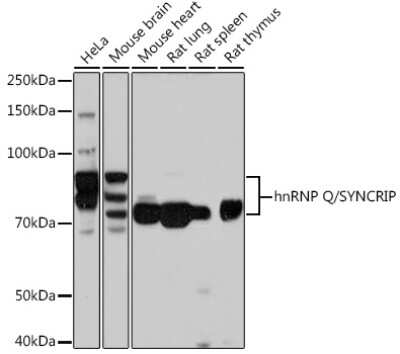 Western Blot hnRNP-Q Antibody (1R0G5)