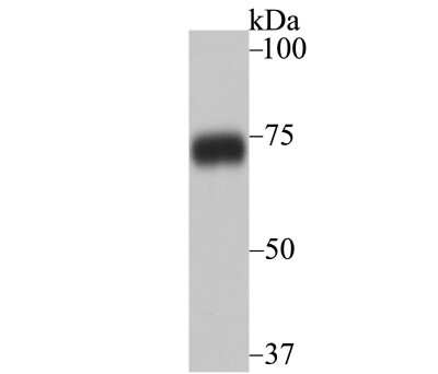 Western Blot: hnRNP-Q Antibody (JG35-72) [NBP2-75527] - Analysis of hnRNP Q on K562 cell lysate using anti-hnRNP Q antibody at 1/1,000 dilution.