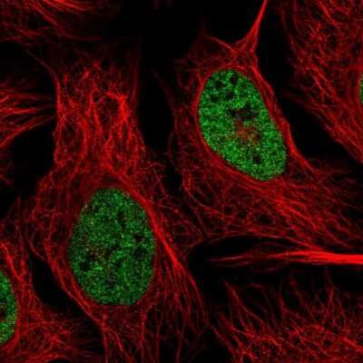 Immunocytochemistry/Immunofluorescence: hnRNP-R Antibody [NBP1-89676] - Staining of human cell line U-2 OS shows localization to nucleoplasm.